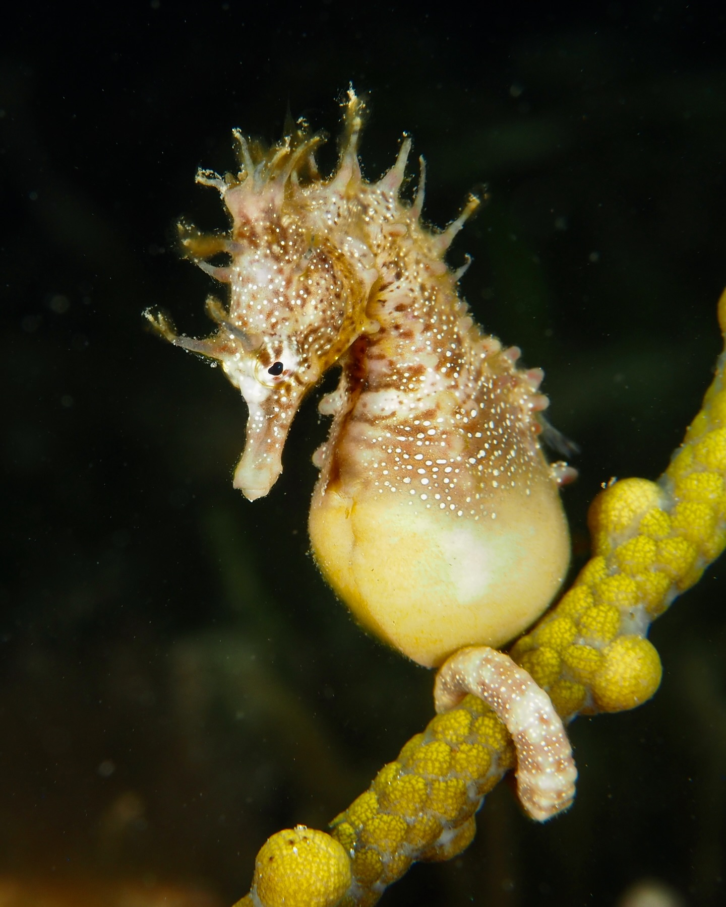crab1