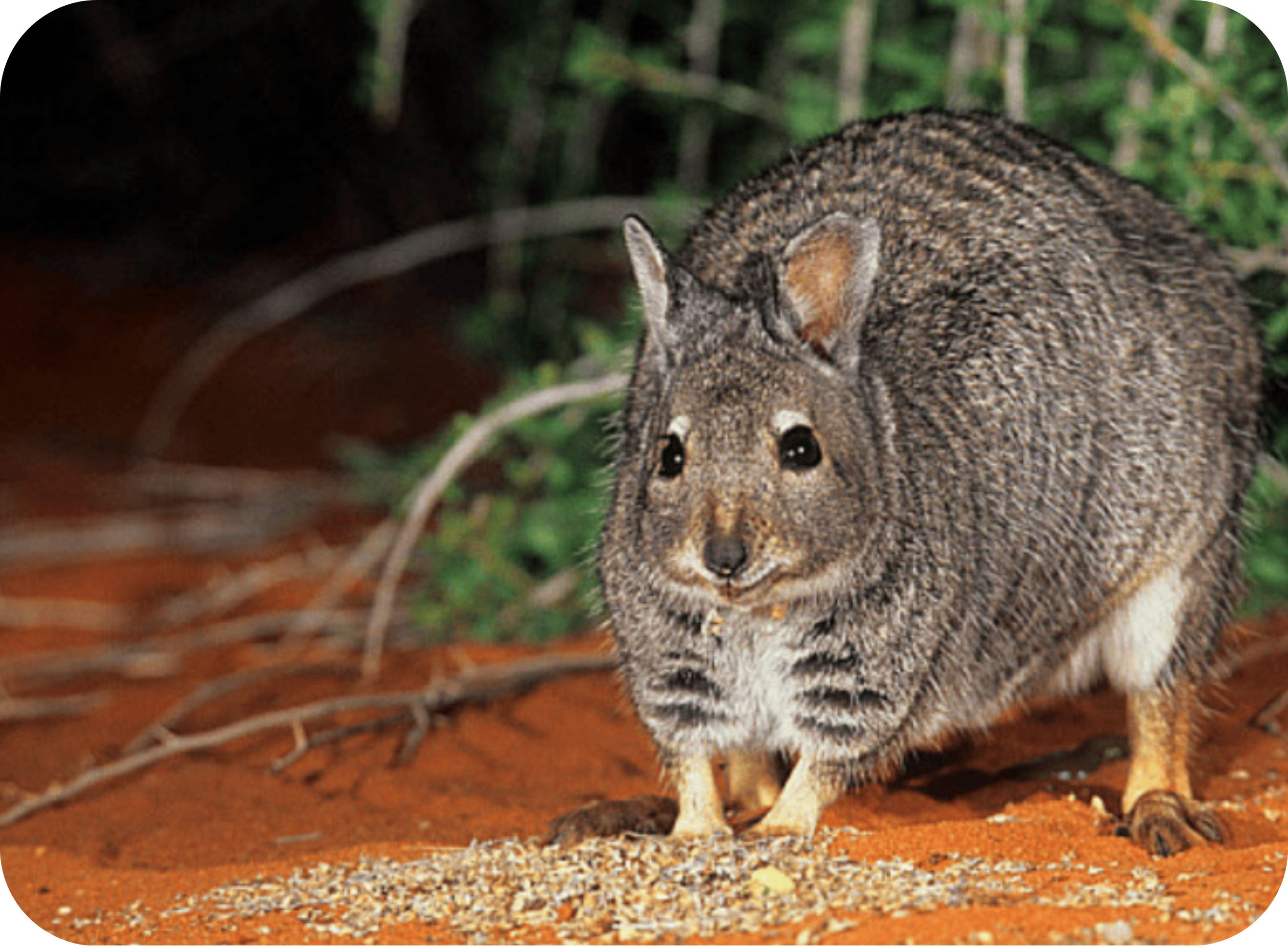 Banded hare-wallaby