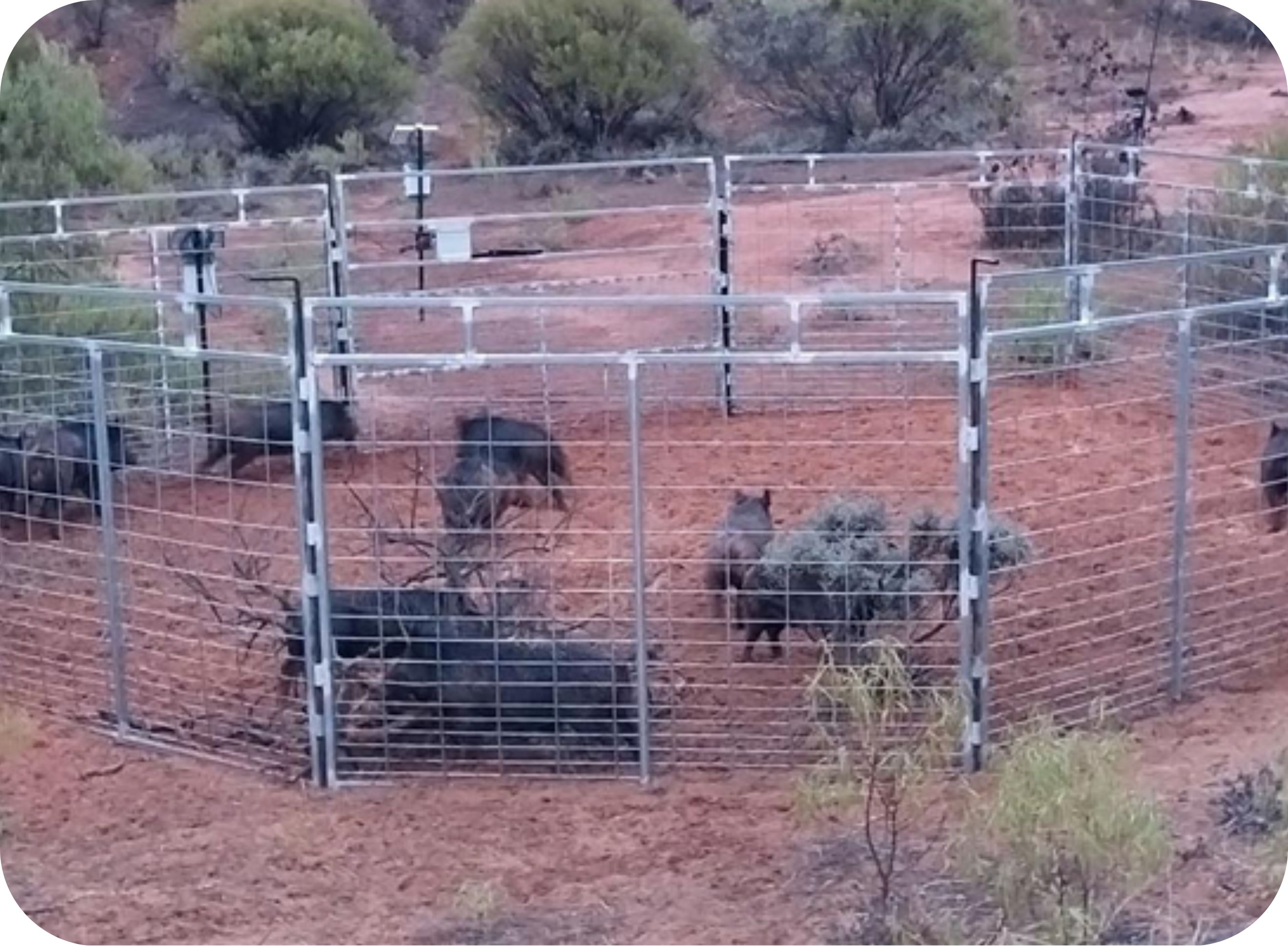 pigs3