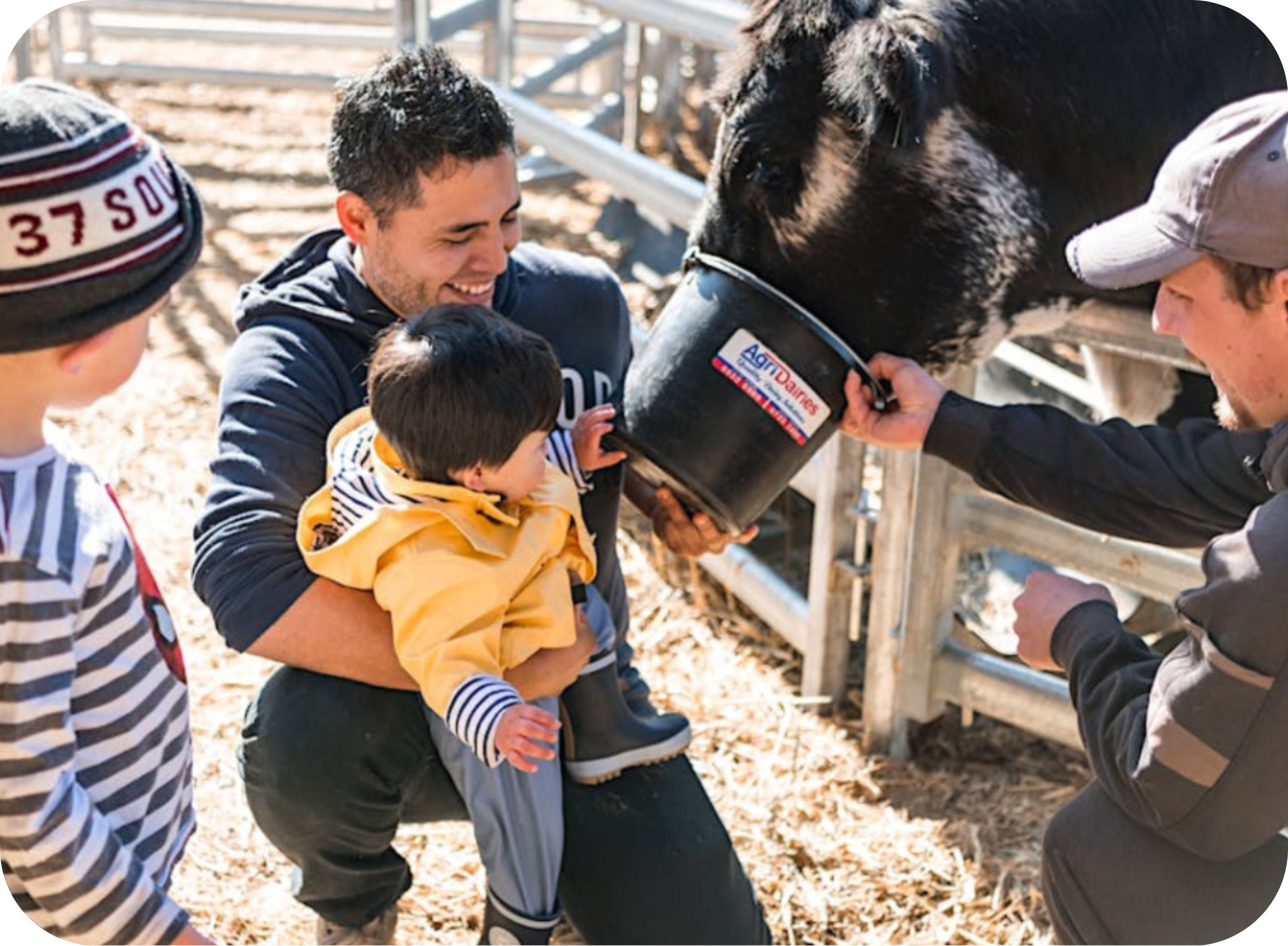 Dairy Adventures 1