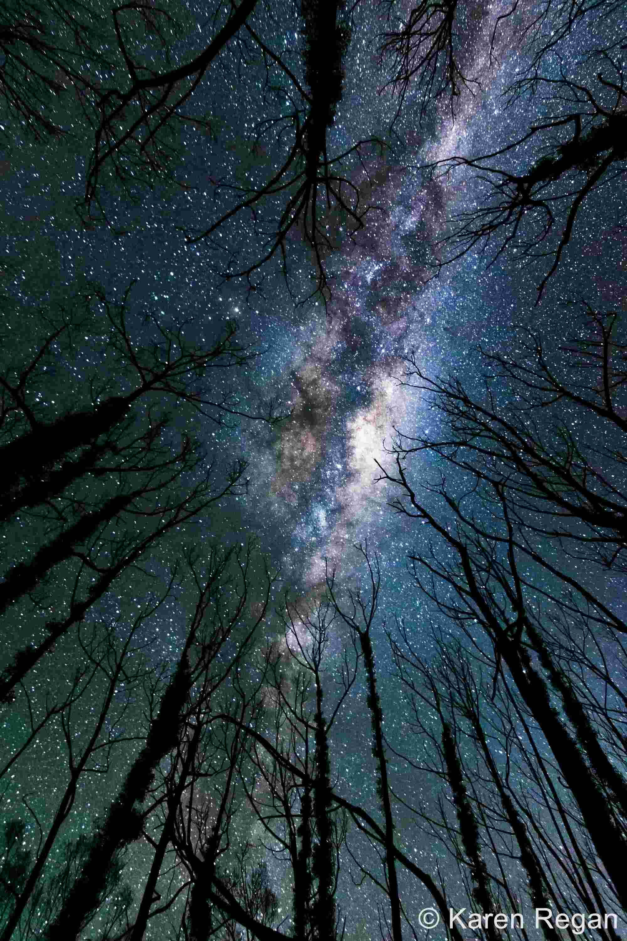 Image of the night sky, looking up through tall trees.