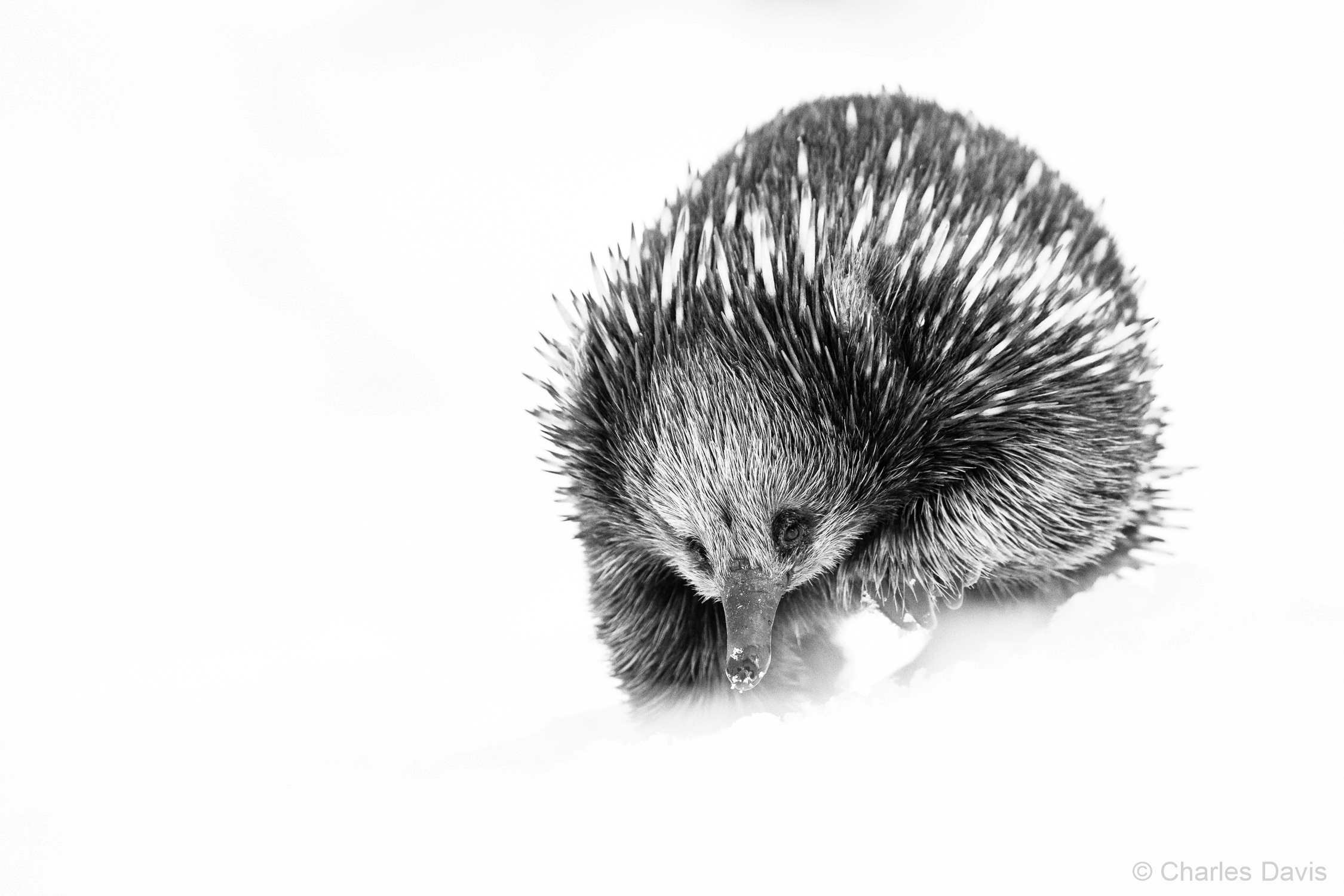 Black and white image of an echidna