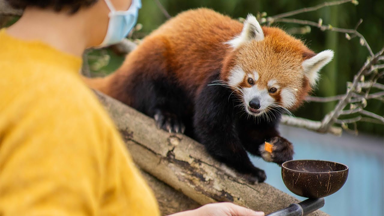 Image of the Adelaide Zoo Red Panda encounter