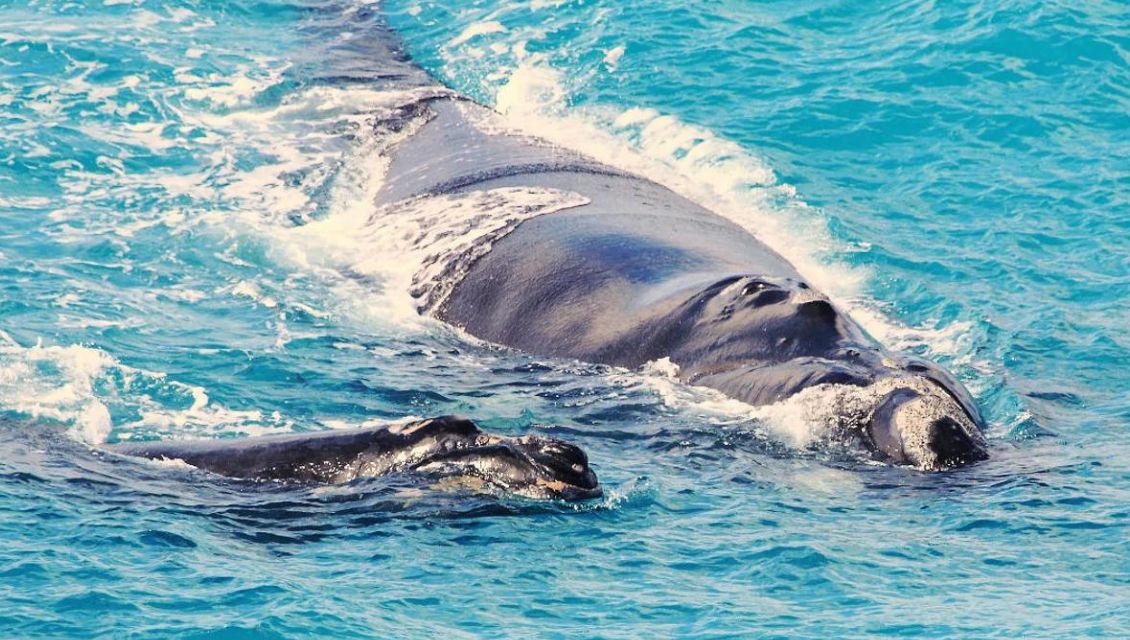 whalemum