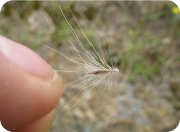 image of seed