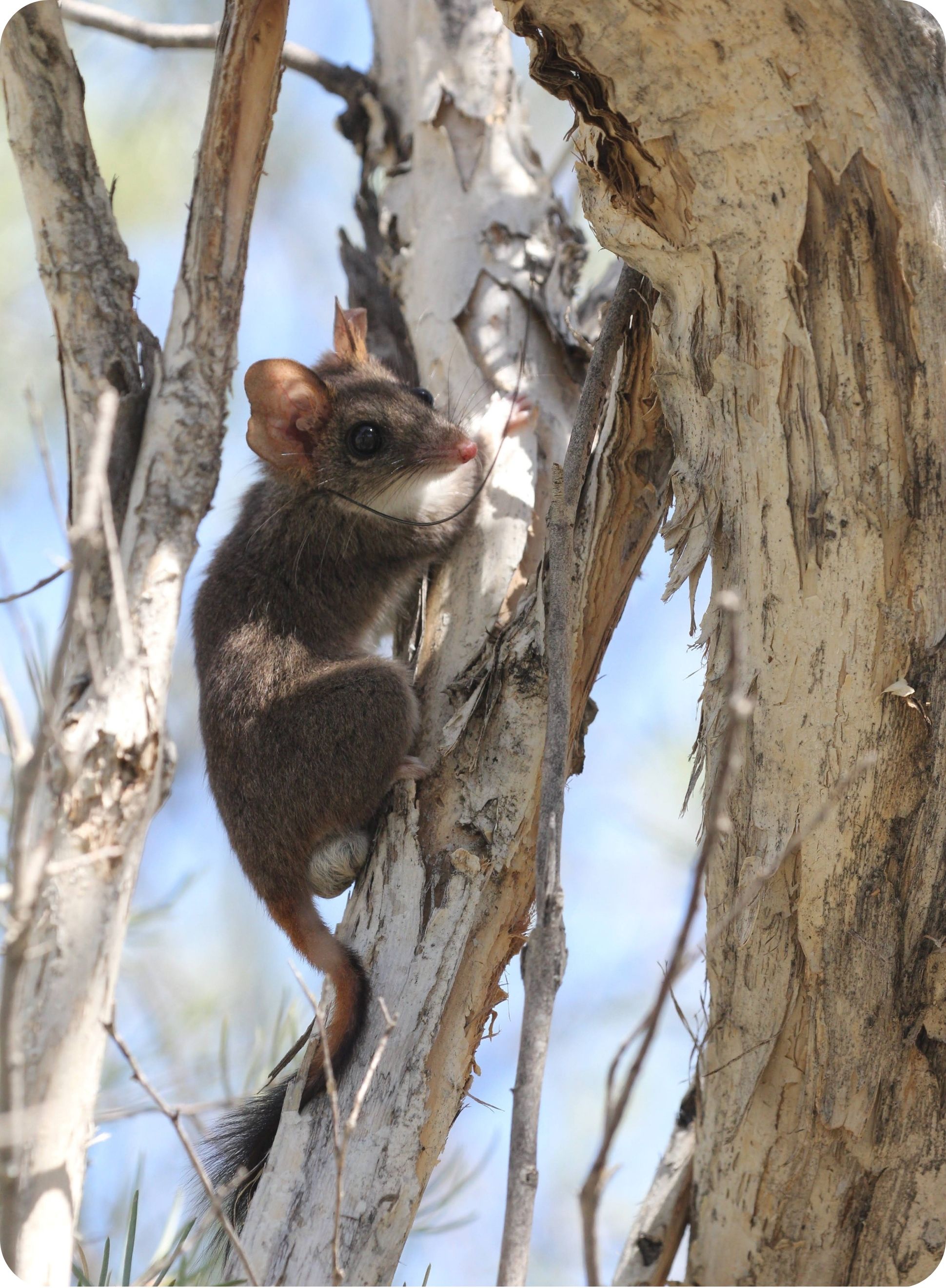 Red-tailed phascogale Gawler Ranges 