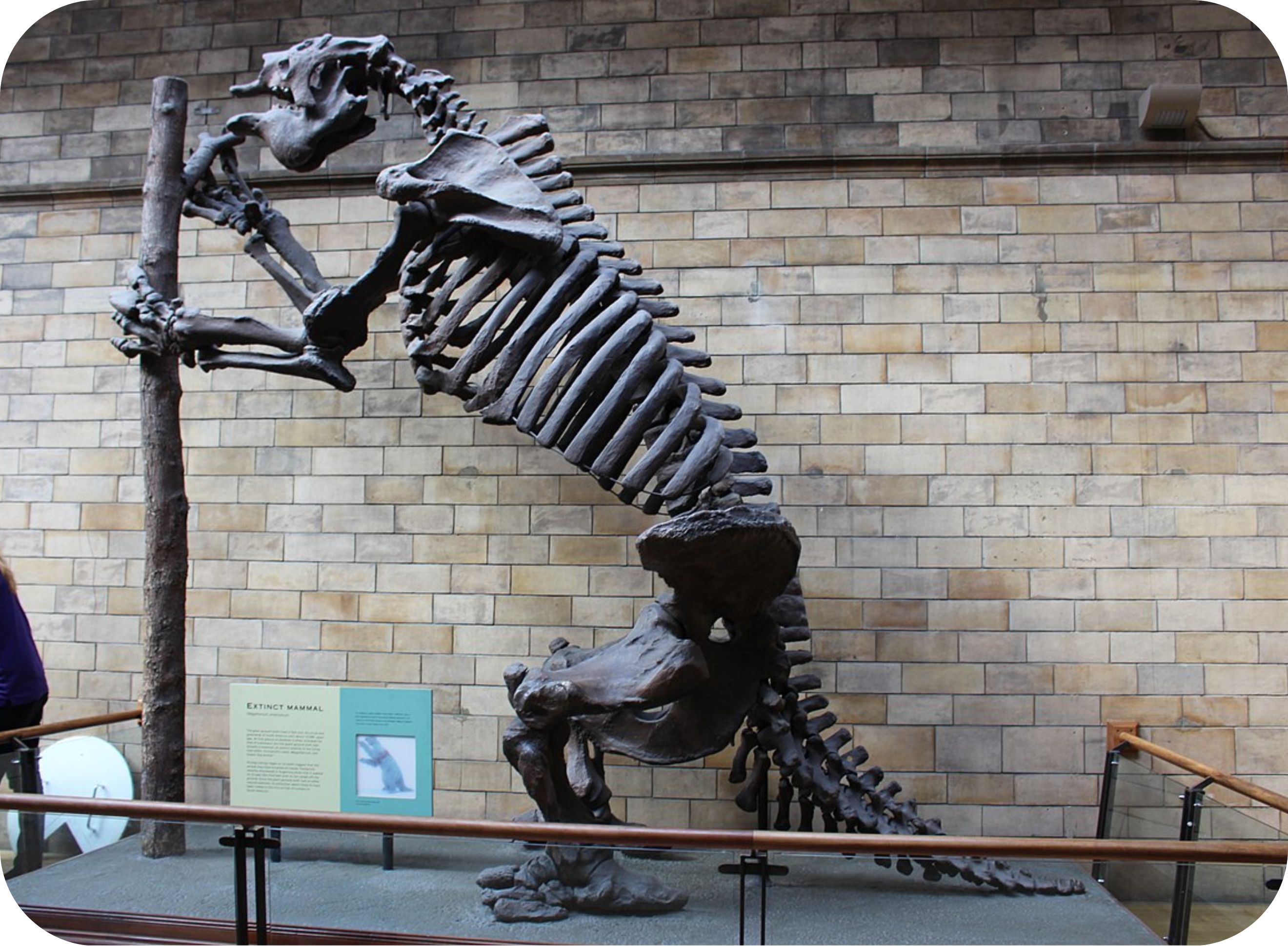 The Megatherium americanum or giant sloth in the Natural History Museum in London (pic:  Emőke Dénes)