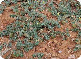 weeds1