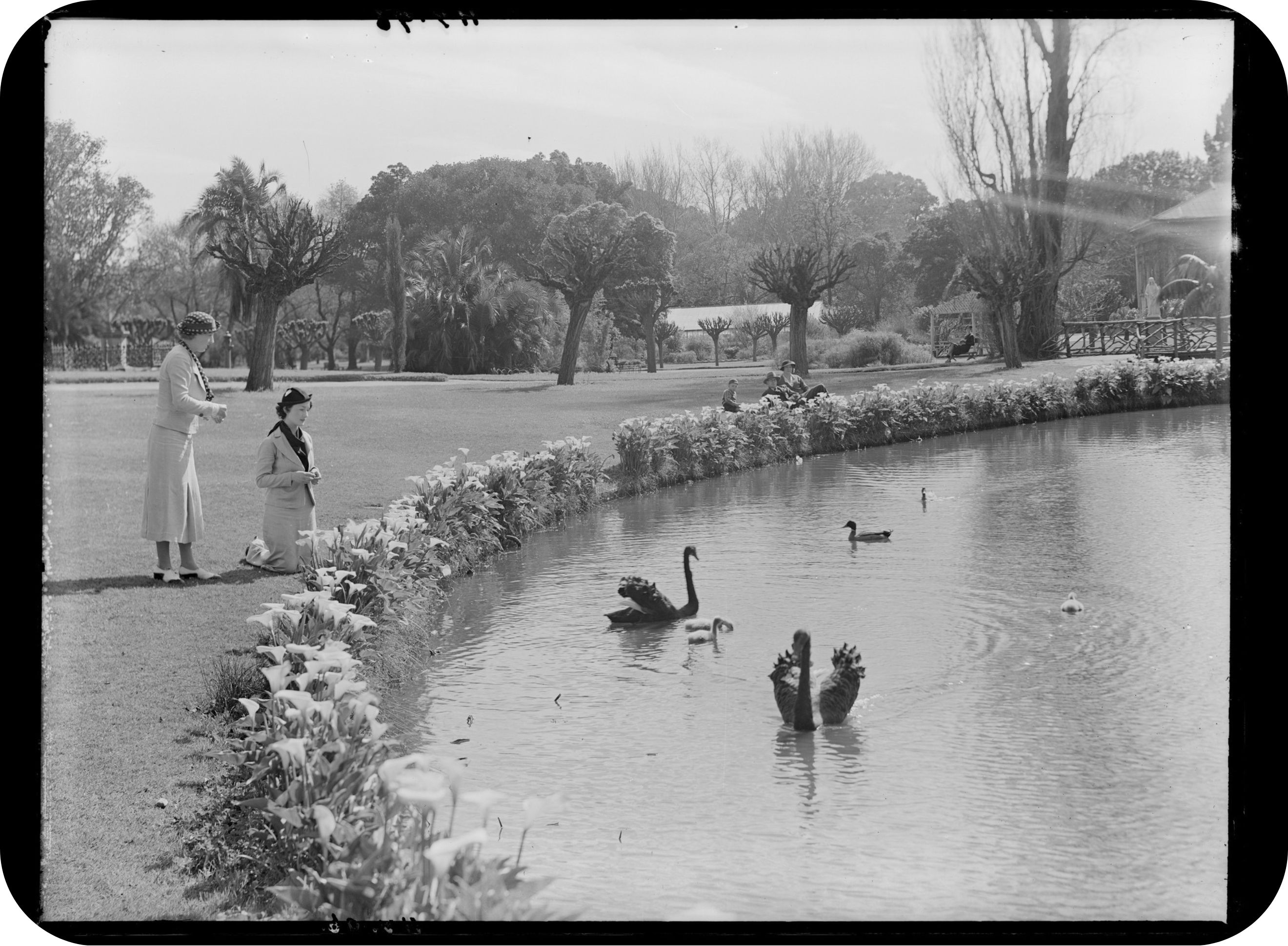 swans