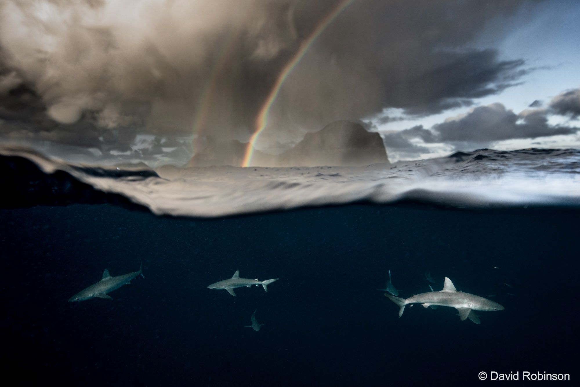 Image of sharks underwater with rainbow shining above the water.