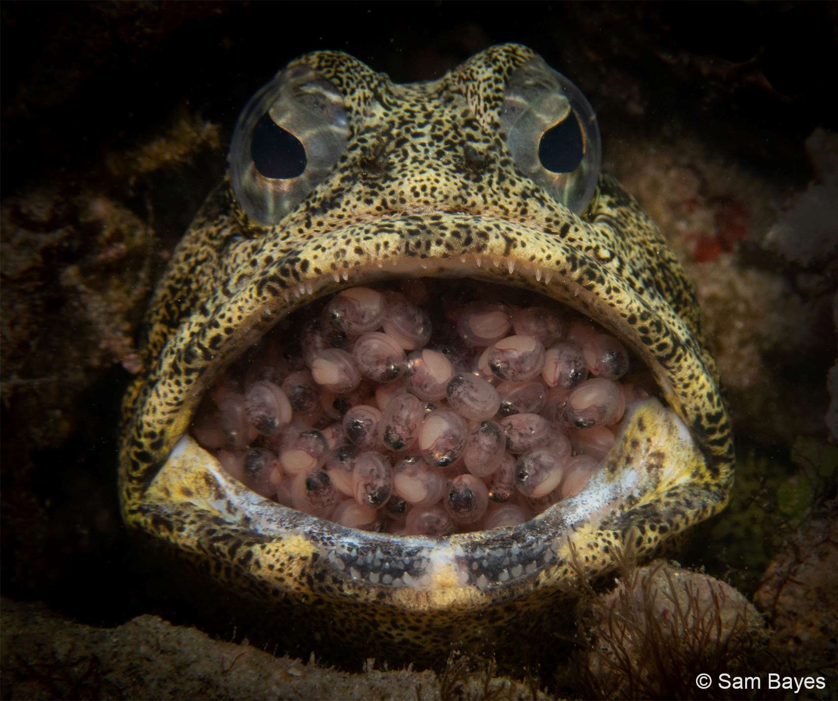 Image taken underwater, of a fish holding its eggs in its mouth.