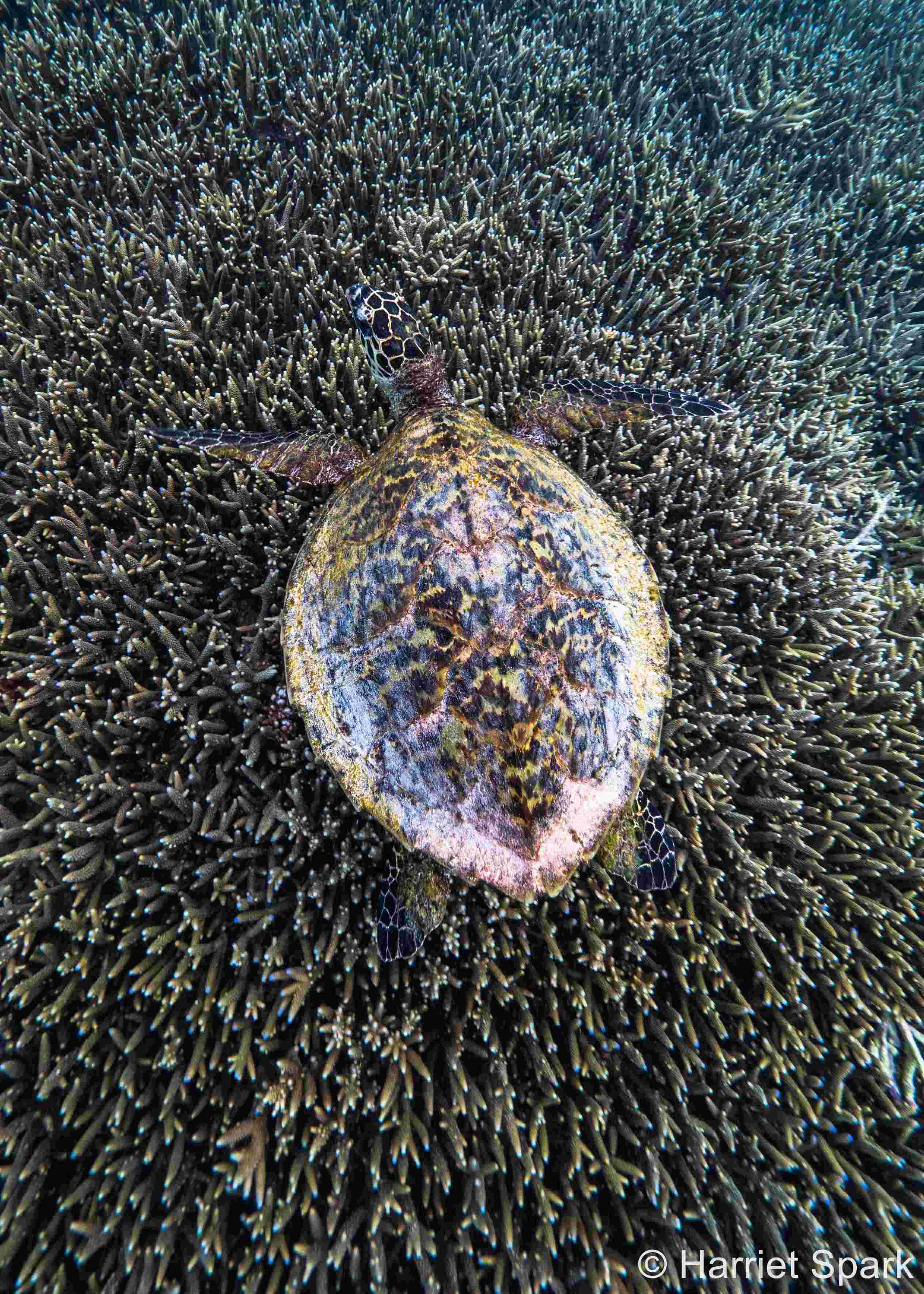 Image of a turtle nestled in aquatic plants.