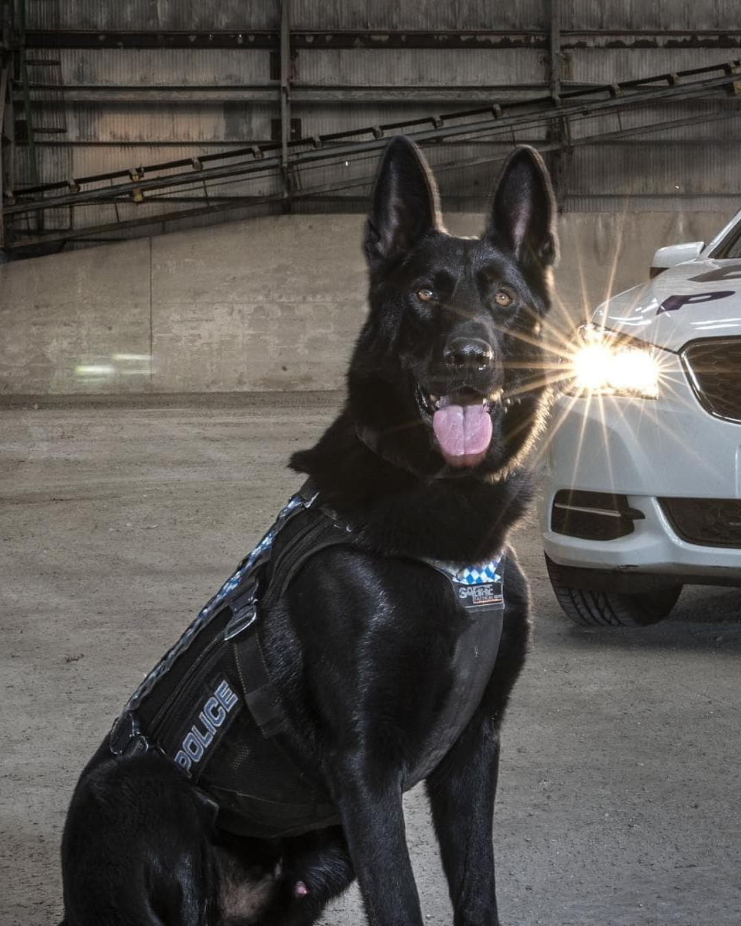 Image of a black dog wearing a K9 vest.