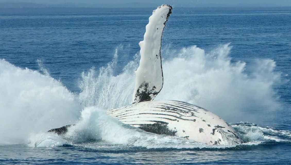 splash