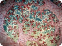 coral