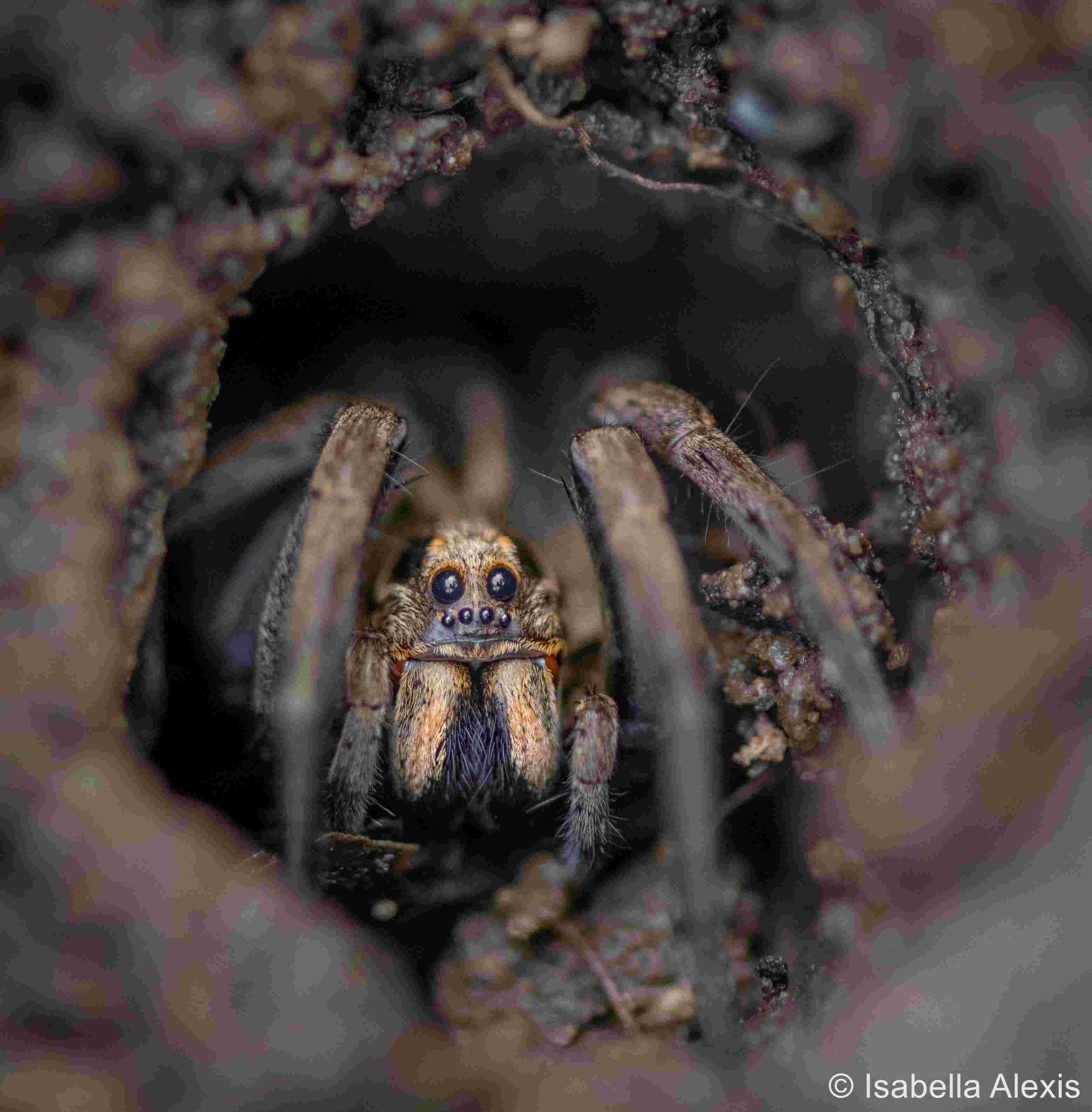 Image of a spider nestled in dirt and leaves on the ground.