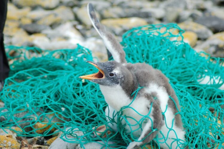 penguinnet