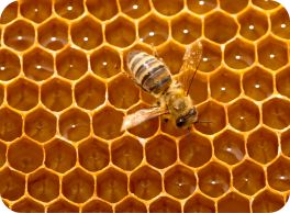 bees