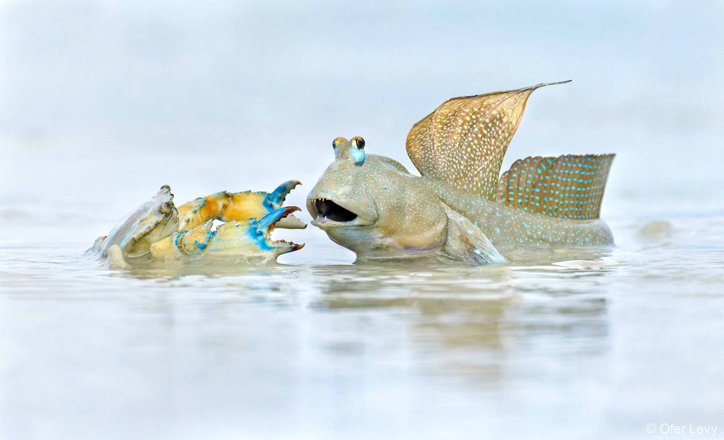 Image of fish and crab breaching the water,