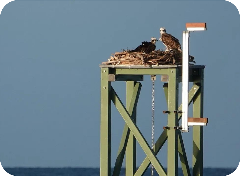 The osprey pair making themselves at home on the newly-installed Coobowie platform