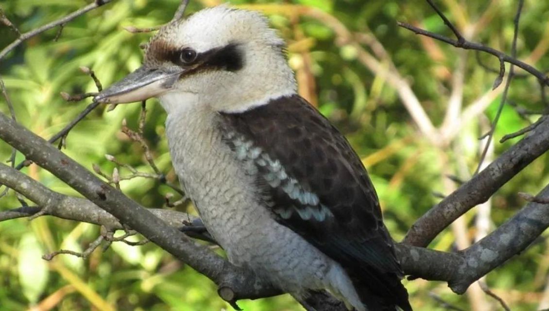 kooka