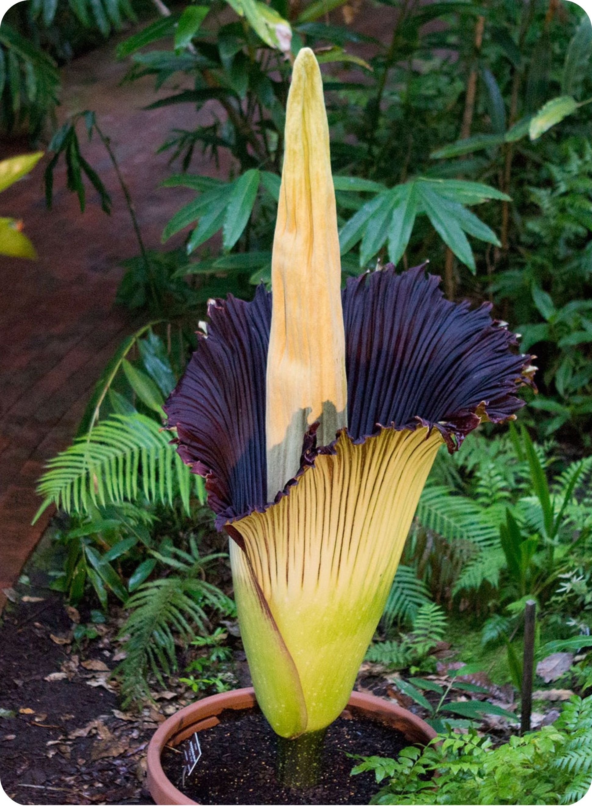 flower2