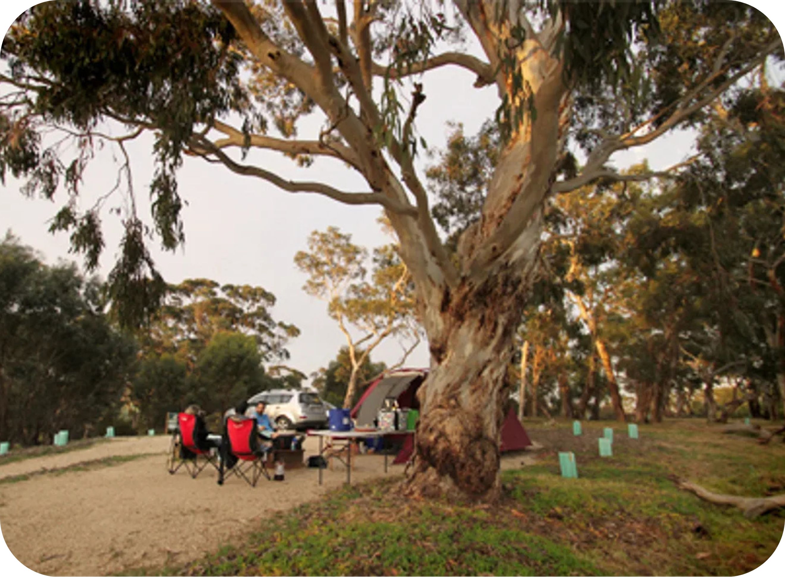 Pink Gum Campground