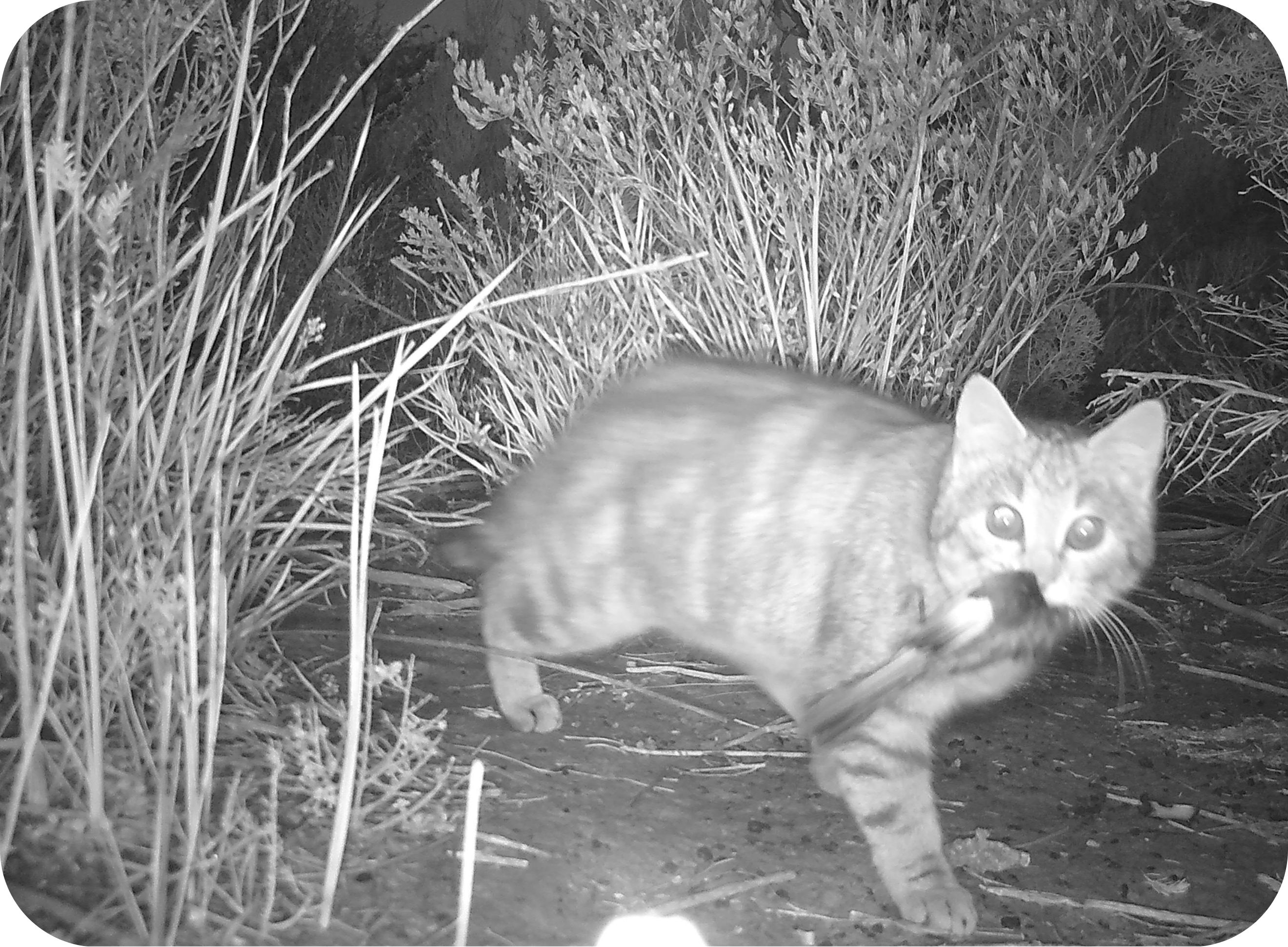 Feral cat