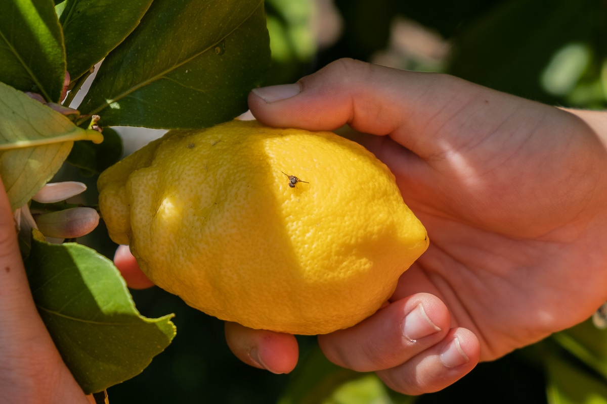 https://www.weare.sa.gov.au/__data/assets/image/0008/910880/_004_Fruit-fly-lemon-tree-1.jpg