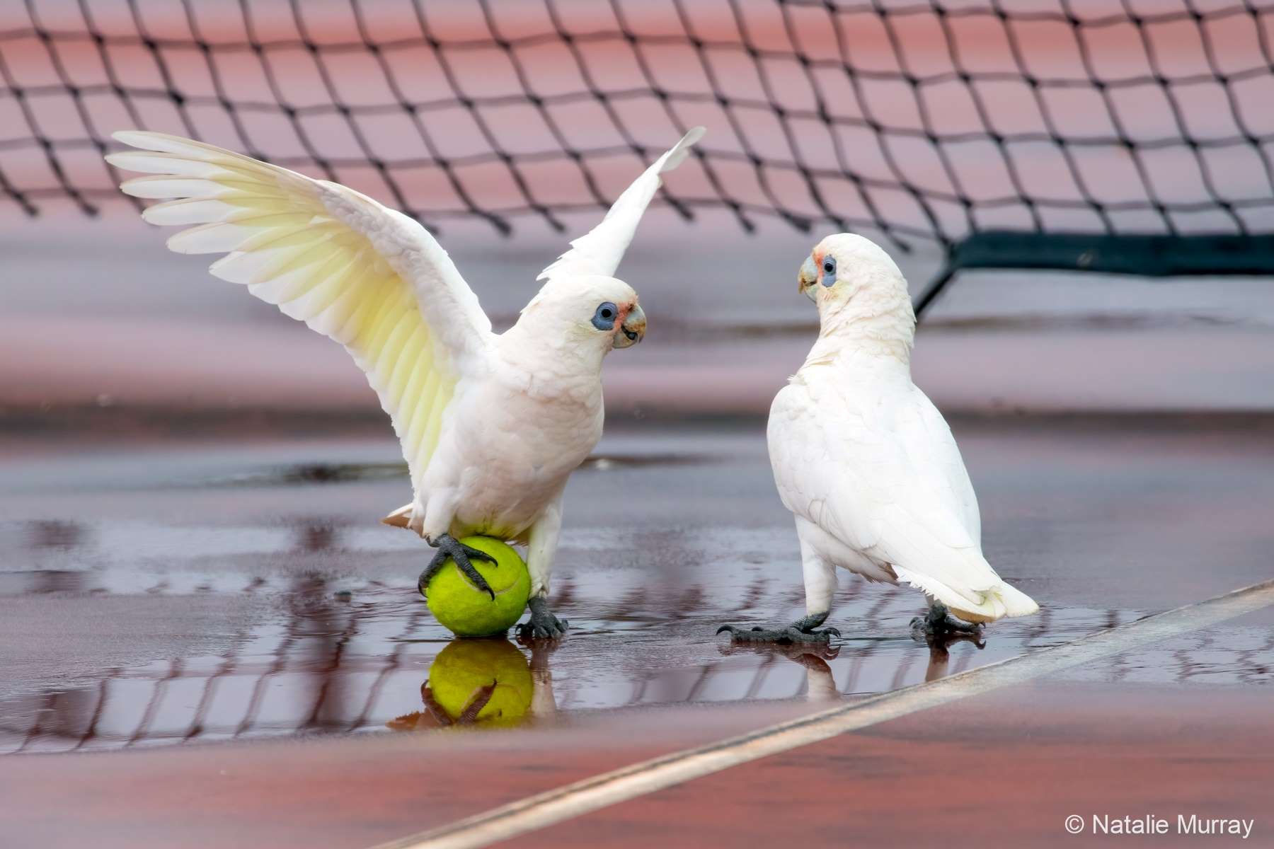 Image of two cockatoos on a tennis court. One is attempting to balance on a tennis ball.