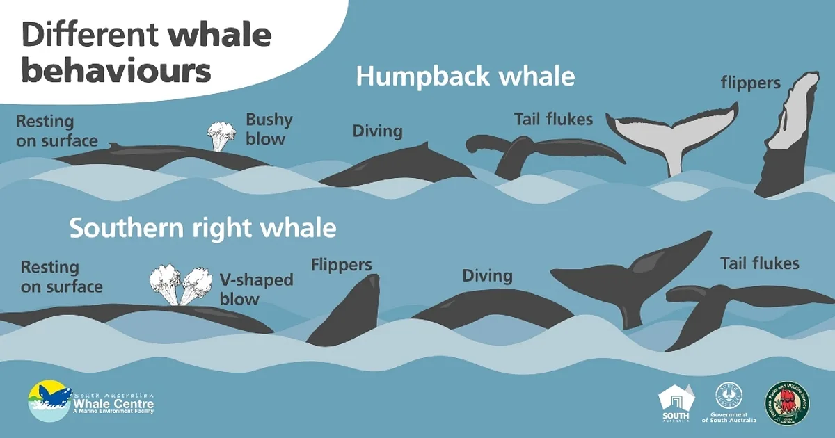 whalechart
