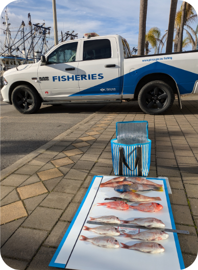 Seized fish.