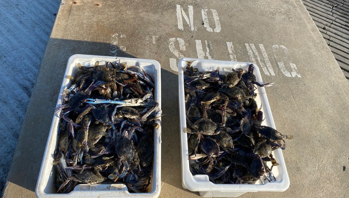 crabs2