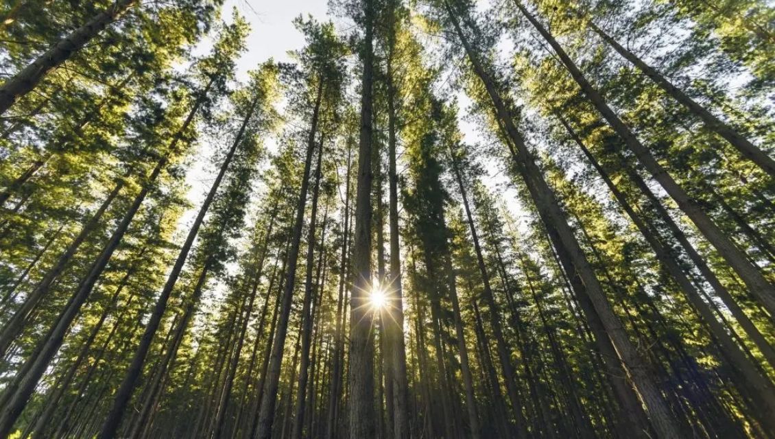 forest2