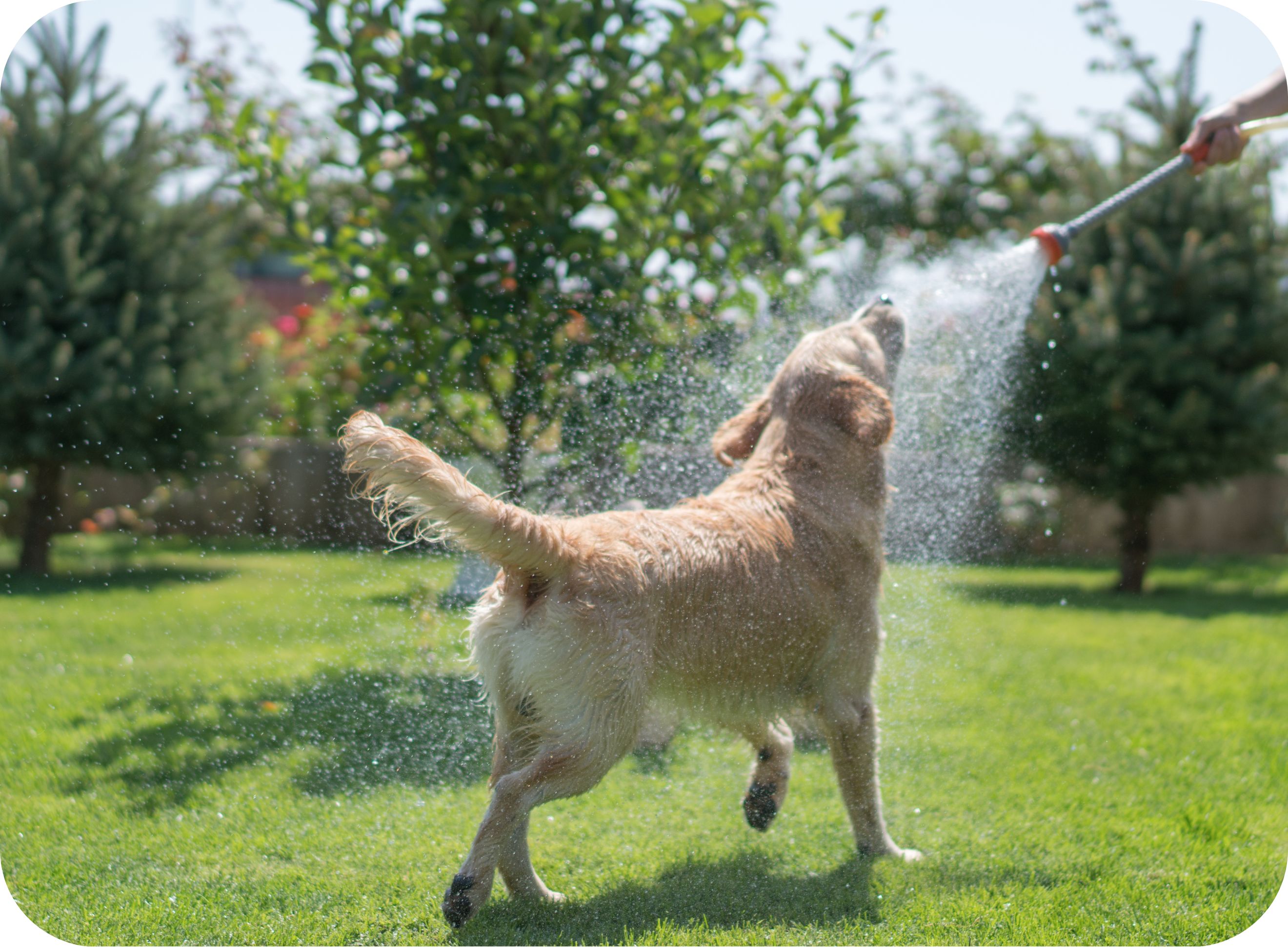 Rinsing dog