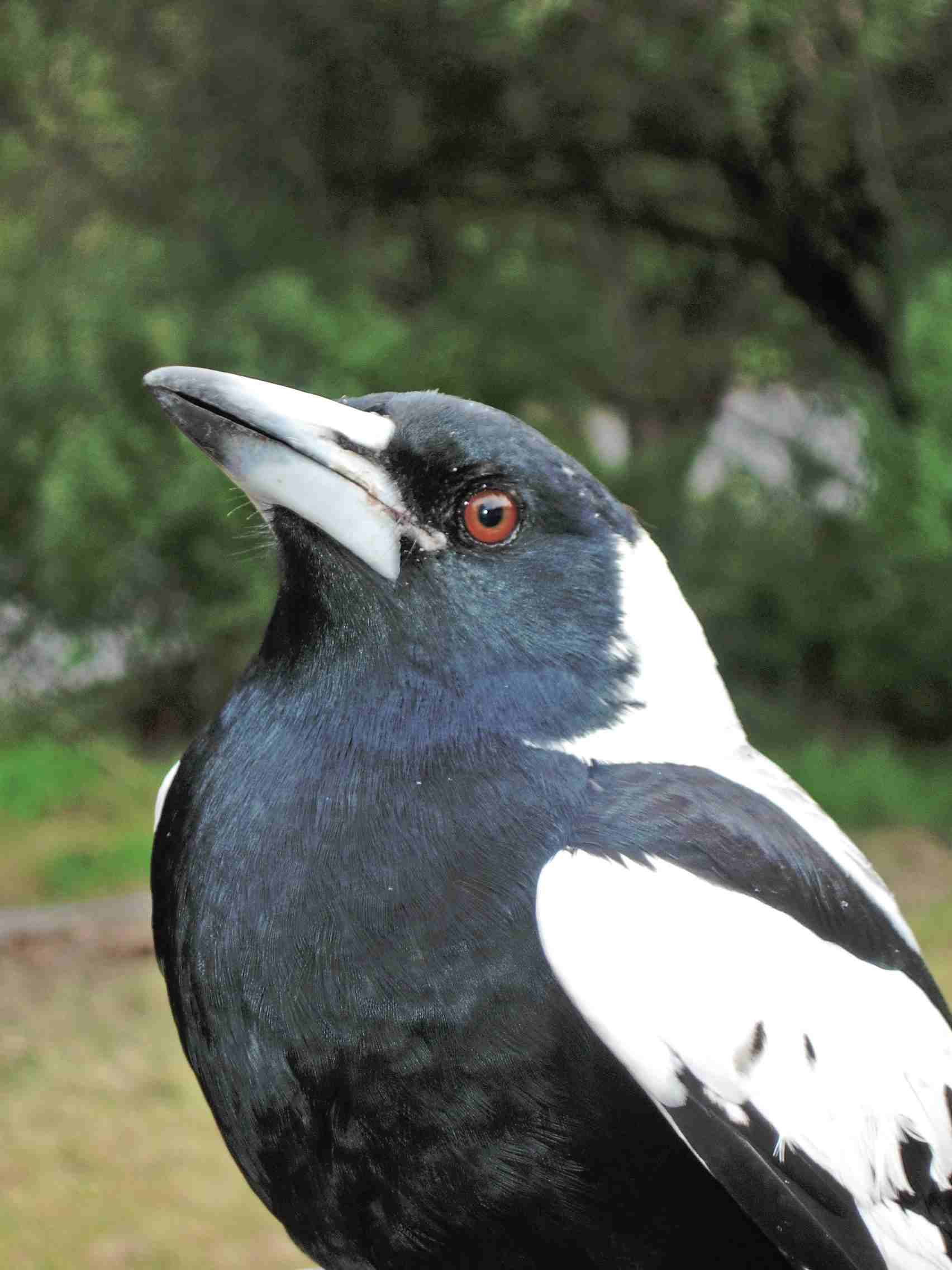 Close up image of magpie.