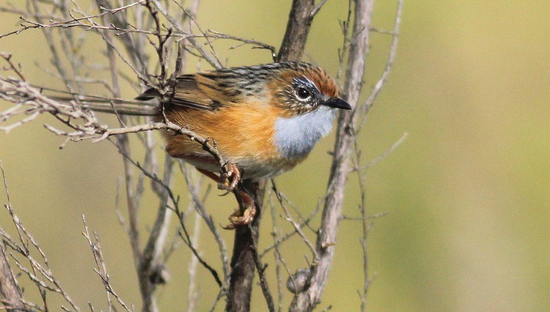 Birds of a feather to flock together once more in Hills | WE ARE.SA