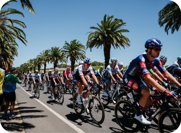 Tour Down Under peleton cycling down Seppeltsfield Road in the Barossa Valley