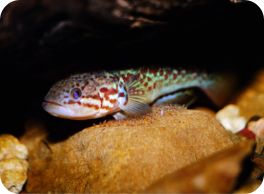 gudgeon