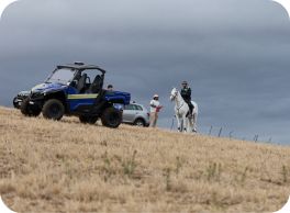 horse