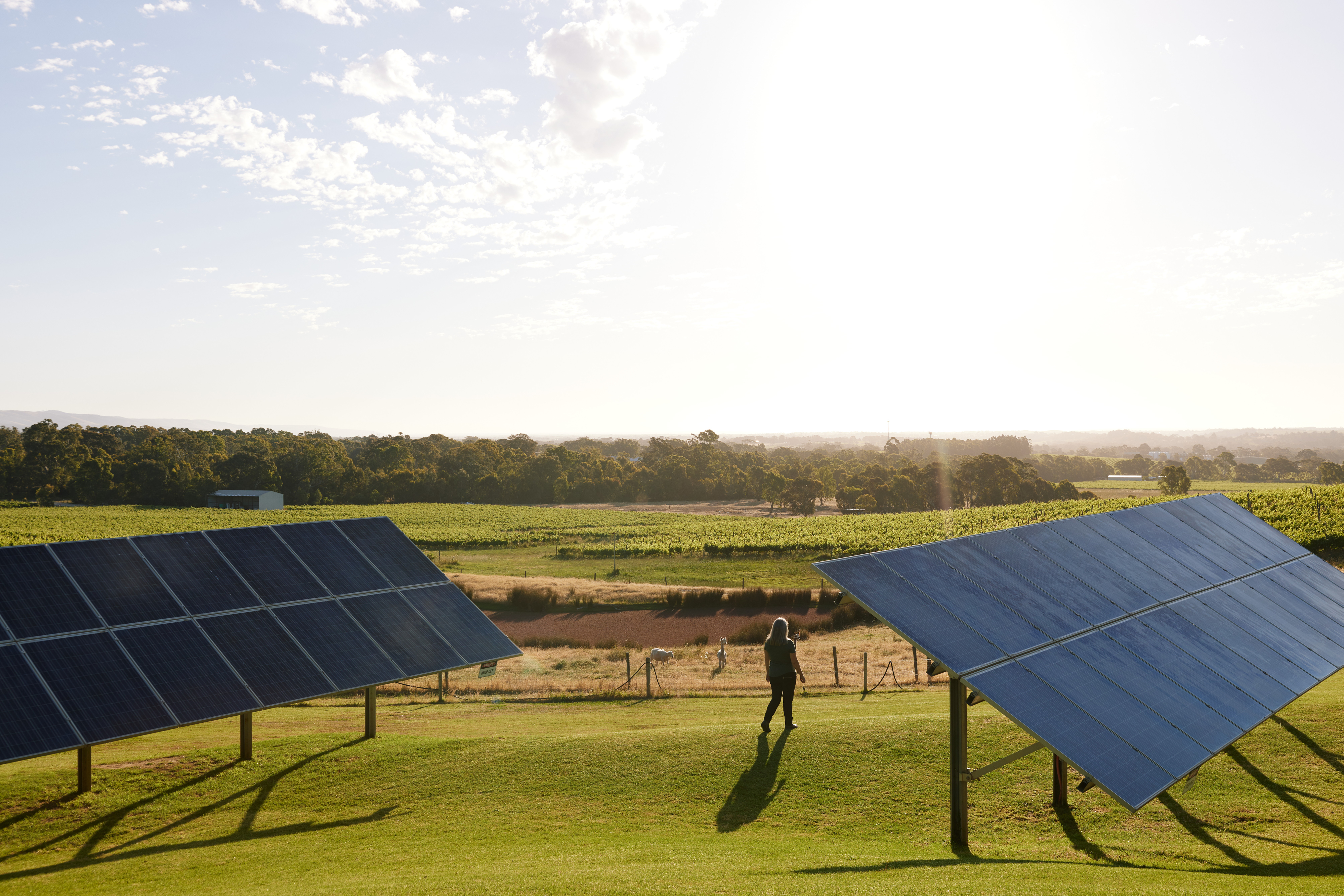 Image of solar panels at Gemtree Wines