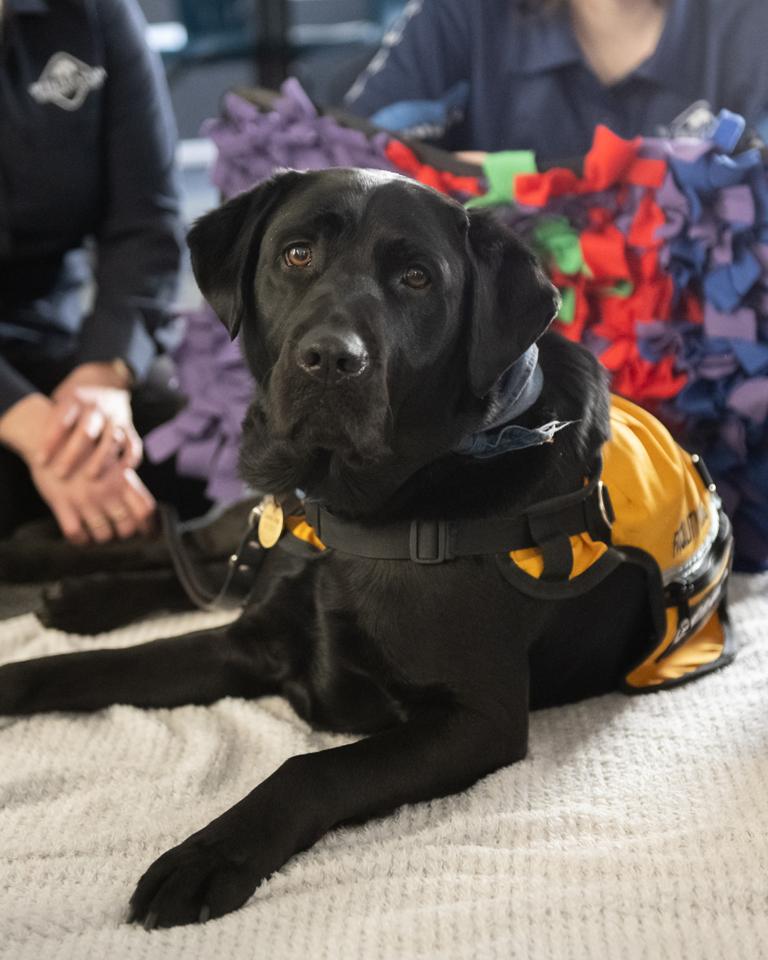 Image of a black dog laying on the floor with a yellow working vest