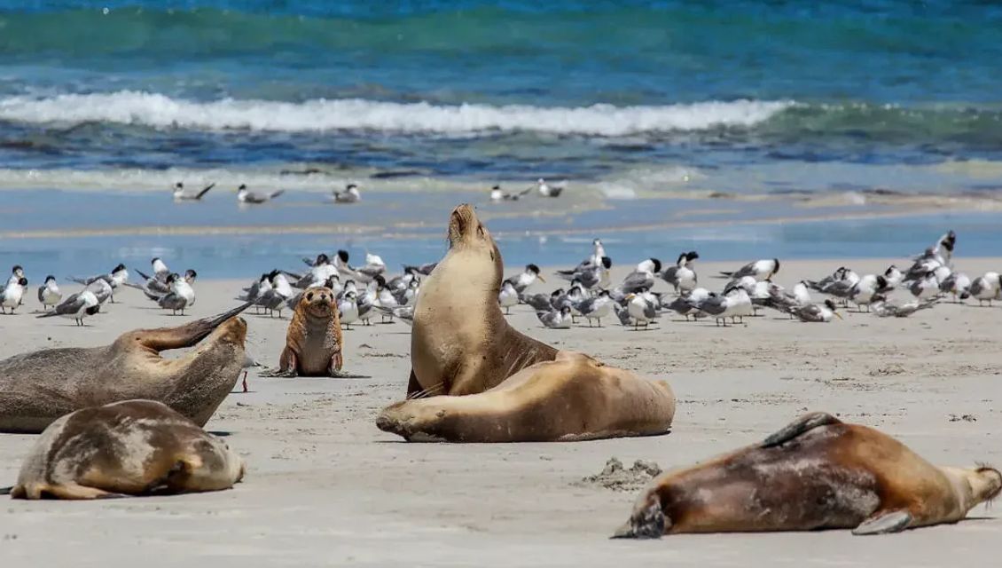 seal