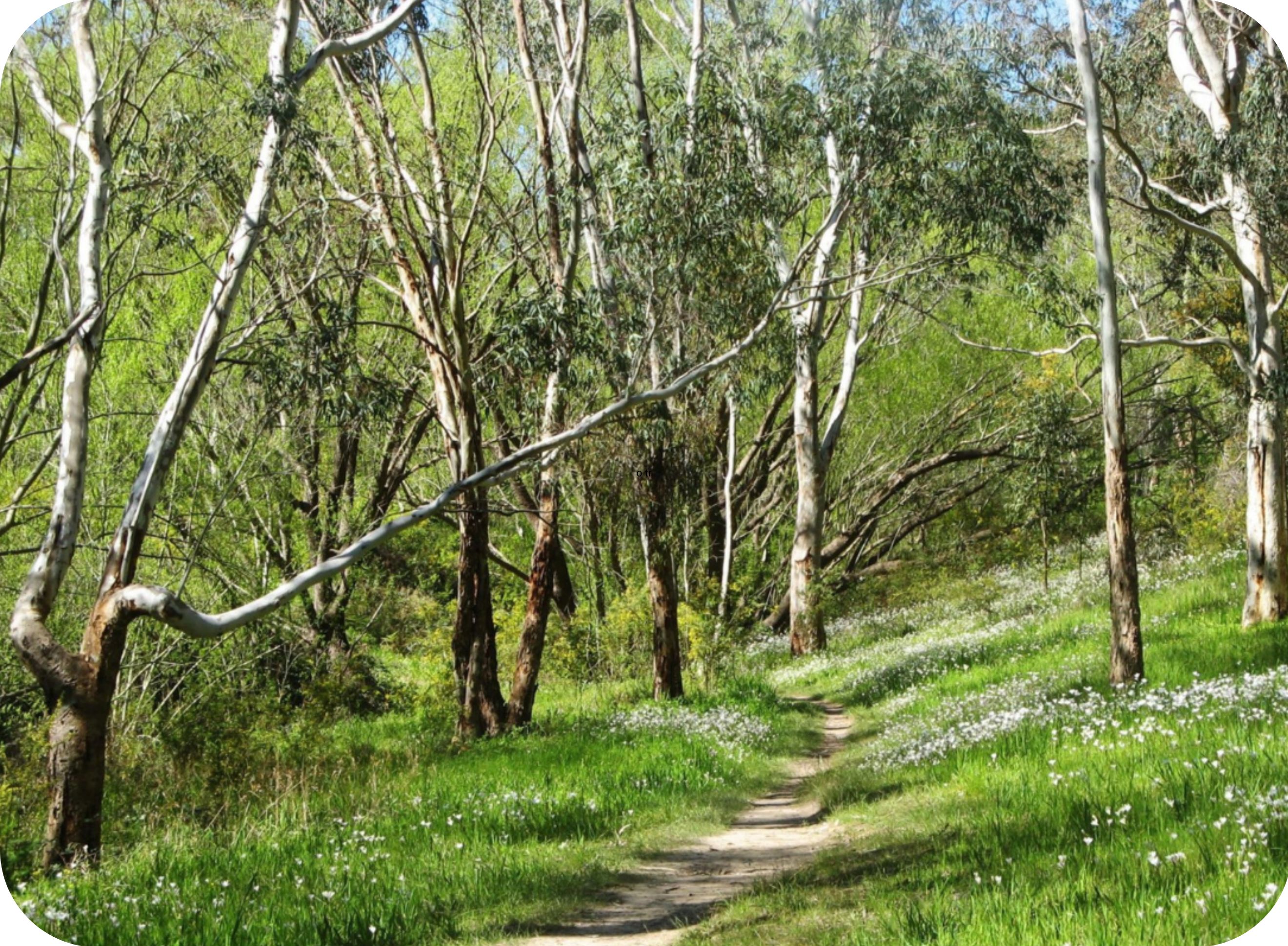 Brownhill Creek / Wirraparringa Trail