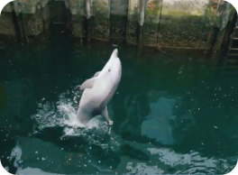 dolphin
