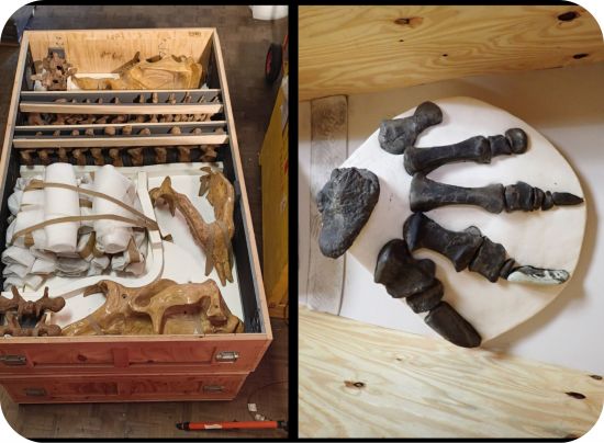 Peek inside … the Diprotodon casts (left) and the fossilized hindfoot of the Diplodocus packed and ready to go