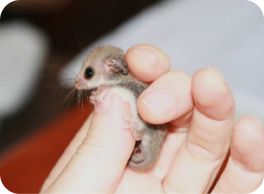 possum1