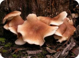 ghostmushrooms
