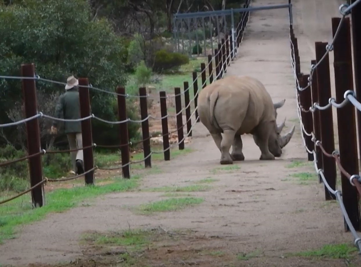 Image of rhino in the walkway area, lined by ferry cables.
