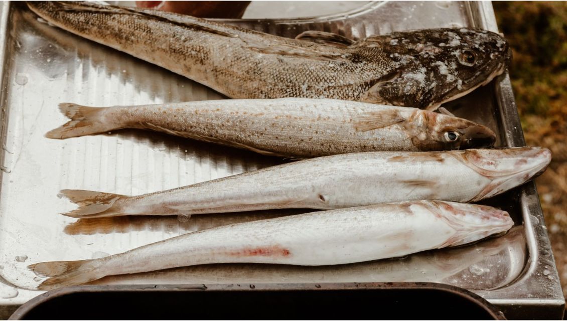 fish2